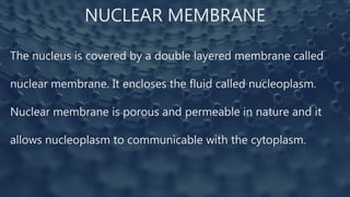 NUCLEAR MEMBRANE
The nucleus is covered by a double layered membrane called
nuclear membrane. It encloses the fluid called nucleoplasm.
Nuclear membrane is porous and permeable in nature and it
allows nucleoplasm to communicable with the cytoplasm.
 
