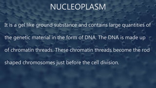 NUCLEOPLASM
It is a gel like ground substance and contains large quantities of
the genetic material in the form of DNA. The DNA is made up
of chromatin threads. These chromatin threads become the rod
shaped chromosomes just before the cell division.
 