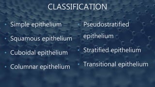 CLASSIFICATION
• Simple epithelium
• Squamous epithelium
• Cuboidal epithelium
• Columnar epithelium
• Pseudostratified
epithelium
• Stratified epithelium
• Transitional epithelium
 