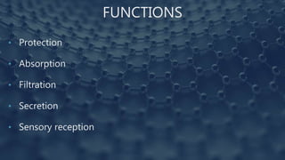 FUNCTIONS
• Protection
• Absorption
• Filtration
• Secretion
• Sensory reception
 