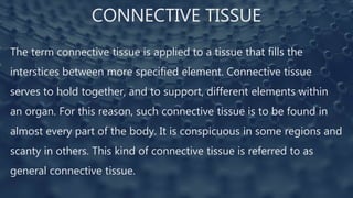 CONNECTIVE TISSUE
The term connective tissue is applied to a tissue that fills the
interstices between more specified element. Connective tissue
serves to hold together, and to support, different elements within
an organ. For this reason, such connective tissue is to be found in
almost every part of the body. It is conspicuous in some regions and
scanty in others. This kind of connective tissue is referred to as
general connective tissue.
 
