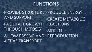 FUNCTIONS
•PROVIDE STRUCTURE
AND SUPPORT
•FACILITATE GROWTH
THROUGH MITOSIS
•ALLOW PASSIVE AND
ACTIVE TRANSPORT
•PRODUCE ENERGY
•CREATE METABOLIC
REACTIONS
•AIDS IN
REPRODUCTION
 