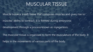 MUSCULAR TISSUE
Muscle tissue is a soft tissue that composes muscles and gives rise to
muscles' ability to contract. It is formed during embryonic
development through a process known as myogenesis.
The muscular tissue is organised to form the musculature of the body. It
helps in the movements of various parts of the body.
 