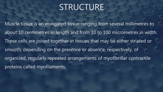STRUCTURE
Muscle tissue is an elongated tissue ranging from several millimetres to
about 10 centimetres in length and from 10 to 100 micrometres in width.
These cells are joined together in tissues that may be either striated or
smooth, depending on the presence or absence, respectively, of
organized, regularly repeated arrangements of myofibrillar contractile
proteins called myofilaments.
 