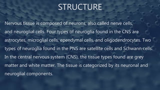 STRUCTURE
Nervous tissue is composed of neurons, also called nerve cells,
and neuroglial cells. Four types of neuroglia found in the CNS are
astrocytes, microglial cells, ependymal cells, and oligodendrocytes. Two
types of neuroglia found in the PNS are satellite cells and Schwann cells.
In the central nervous system (CNS), the tissue types found are grey
matter and white matter. The tissue is categorized by its neuronal and
neuroglial components.
 