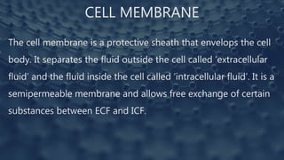 CELL MEMBRANE
The cell membrane is a protective sheath that envelops the cell
body. It separates the fluid outside the cell called ‘extracellular
fluid’ and the fluid inside the cell called ‘intracellular fluid’. It is a
semipermeable membrane and allows free exchange of certain
substances between ECF and ICF.
 