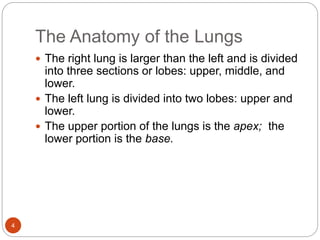 The Anatomy of the Lungs
 The right lung is larger than the left and is divided
into three sections or lobes: upper, middle, and
lower.
 The left lung is divided into two lobes: upper and
lower.
 The upper portion of the lungs is the apex; the
lower portion is the base.
4
 