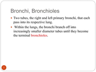 Bronchi, Bronchioles
 Two tubes, the right and left primary bronchi, that each
pass into its respective lung.
 Within the lungs, the bronchi branch off into
increasingly smaller diameter tubes until they become
the terminal bronchioles.
7
 