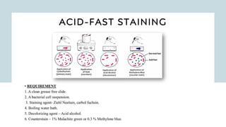 Identification of Bacteria | PDF