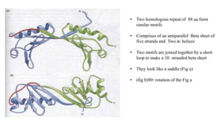 • Two homologous repeat of 88 aa form
similar motifs
• Comprises of an antiparallel Beta sheet of
five strands and Two α- helices
• Two motifs are joined together by a short
loop to make a 10 stranded beta sheet
• They look like a saddle (Fig a)
• (fig b)90◦ rotation of the Fig a
 