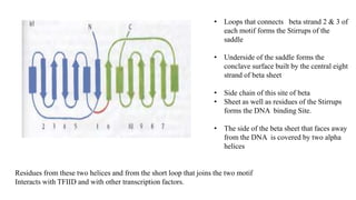 • Loops that connects beta strand 2 & 3 of
each motif forms the Stirrups of the
saddle
• Underside of the saddle forms the
conclave surface built by the central eight
strand of beta sheet
• Side chain of this site of beta
• Sheet as well as residues of the Stirrups
forms the DNA binding Site.
• The side of the beta sheet that faces away
from the DNA is covered by two alpha
helices
Residues from these two helices and from the short loop that joins the two motif
Interacts with TFIID and with other transcription factors.
 