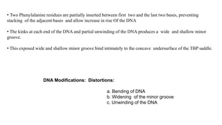• Two Phenylalanine residues are partially inserted between first two and the last two bases, preventing
stacking of the adjacent bases and allow increase in rise Of the DNA
• The kinks at each end of the DNA and partial unwinding of the DNA produces a wide and shallow minor
groove.
• This exposed wide and shallow minor groove bind intimately to the concave undersurface of the TBP saddle.
DNA Modifications: Distortions:
a. Bending of DNA
b. Widening of the minor groove
c. Unwinding of the DNA
 