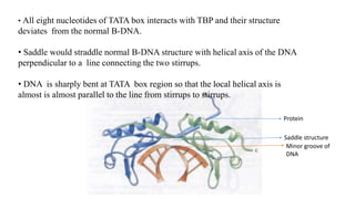 • All eight nucleotides of TATA box interacts with TBP and their structure
deviates from the normal B-DNA.
• Saddle would straddle normal B-DNA structure with helical axis of the DNA
perpendicular to a line connecting the two stirrups.
• DNA is sharply bent at TATA box region so that the local helical axis is
almost is almost parallel to the line from stirrups to stirrups.
Protein
Saddle structure
Minor groove of
DNA
 