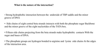 What is the nature of the interaction?
• Strong hydrophobic interaction between the underside of TBP saddle and the minor
groove of DNA
• Side chains of eight central beta strands interacts with both the phosphate sugar Backbone
and the minor groove of the eight nucleotides of the TATA box.
• Fifteen side chains projecting from the beta strands make hydrophobic contacts With the
sugar and bases of DNA.
• The phosphate groups are hydrogen bonded to arginine and lysine side chains At the edges
of the interaction area.
 