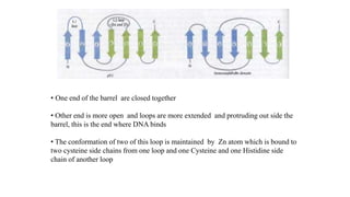 • One end of the barrel are closed together
• Other end is more open and loops are more extended and protruding out side the
barrel, this is the end where DNA binds
• The conformation of two of this loop is maintained by Zn atom which is bound to
two cysteine side chains from one loop and one Cysteine and one Histidine side
chain of another loop
 