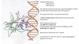Important interactions:
Major groove
Minor groove
Non-specific interactions between sugar & phosphates in DNA
and side-chain & main-chain atoms of the protein
Two loops and α helix is involved in interaction
α helix at major groove (both specific and non-specific
interactions)
Most important interaction :
Arg 280 of L3 with G-10
C-G at position is invariant across all orthology of p53
K120 from L1 with G-8
Minor groove interactions at A-T region
Arg 248 from L3 with T12’ and T14 sugar and phosphate
groups are involved
 