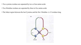 • Two cysteine residues are separated by two or four amino acids
• Two Histidine residues are seperated by three to five amino acids
• The linker region between the last Cysteine and the first Histidine is 12 residues long
 