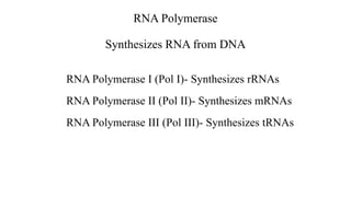RNA Polymerase
Synthesizes RNA from DNA
RNA Polymerase I (Pol I)- Synthesizes rRNAs
RNA Polymerase II (Pol II)- Synthesizes mRNAs
RNA Polymerase III (Pol III)- Synthesizes tRNAs
 