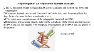 Finger region of Zn Finger Motif interacts with DNA
 The 12 residues between the second and Cysteine Zn ligand and the first His forms the
“Finger region”
 Comprises Second beta strand, N terminal half of the helix and the two residues that
form the turn between the beta strand and the helix
 This is the main interaction area of the polypeptide chain with the DNA
 Interactions are sequence specific between the side chains of the protein and the bases of
the DNA and also non specific with phosphate oxygen atoms of the DNA and side chains of
the proteins
Example: Zif 268
 
