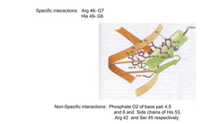 Specific interactions: Arg 46- G7
His 49- G6
Non-Specific interactions: Phosphate O2 of base pair 4,5
and 6 and Side chains of His 53,
Arg 42 and Ser 45 respectively
 