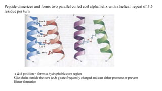 Peptide dimerizes and forms two parallel coiled coil alpha helix with a helical repeat of 3.5
residue per turn
a & d position = forms a hydrophobic core region
Side chain outside the core (e & g) are frequently charged and can either promote or prevent
Dimer formation
 
