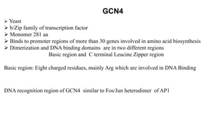 GCN4
 Yeast
 b/Zip family of transcription factor
 Monomer 281 aa
 Binds to promoter regions of more than 30 genes involved in amino acid biosynthesis
 Dimerization and DNA binding domains are in two different regions
Basic region and C terminal Leucine Zipper region
Basic region: Eight charged residues, mainly Arg which are involved in DNA Binding
DNA recognition region of GCN4 similar to Fos/Jun heterodimer of AP1
 