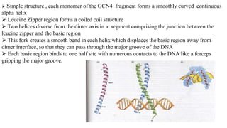  Simple structure , each monomer of the GCN4 fragment forms a smoothly curved continuous
alpha helix
 Leucine Zipper region forms a coiled coil structure
 Two helices diverse from the dimer axis in a segment comprising the junction between the
leucine zipper and the basic region
 This fork creates a smooth bend in each helix which displaces the basic region away from
dimer interface, so that they can pass through the major groove of the DNA
 Each basic region binds to one half site with numerous contacts to the DNA like a forceps
gripping the major groove.
 