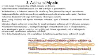 5. Actin and Myosin
Myosin-muscle protein consisting of head, neck and tail domains.
Head domain binds to filamentous actin uses ATP hydrolysis to generate force.
Neck domain acts as linker and lever arm for transducing force generated by catalytic motor domain.
Neck domain-binding site for myosin, forms part of macromolecular complex and regulatory functions.
Tail domain-Interaction with cargo molecules and other myosin subunits.
Actin-Usually associated with myosin. Monomeric subunit of 2 types of filaments. Microfilaments and thin
filaments.
Interaction of actin and myosin is important for muscle contraction and motor activity of myosin molecules.
Present as free monomer called G-actin (globular) or part of linear filament called F-actin (filamentous).
Actin participates in muscle contraction, cell mobility, cell division, cytokinesis, vesicle and organelle
movement, cell signalling and maintaining cell shape.
Three distinct types of muscle cells in vertebrates-skeletal muscle, cardiac muscle and smooth muscle.
 