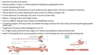 • Structure of actin and myosin.
• Fibrous protein, F-actin is a helical polymer of globular polypeptide chain.
• G-actin comprising 375 aa.
• Crystal structure of monomeric G-actin molecule was determined. Structure comprises 4 domains.
• Two of which are similar α/β domains that contain an ATPase catalytic site.
• F-actin helix has 13 molecules of G-actin in 6 turns of the helix.
• Myosin -2 heavy chains and 4 light chains.
• Forms a 1400-Å- long tail and 2 heads of 120,000 kDa mol.wt.
• C-terminal regions of heavy chains are folded into long α-helices form the tail by dimerizing through parallel
coiled coils.
• Fragments of myosin called subfragment 1 or S1.
• S1 -2 light chains and N-terminal region of 1 heavy chain-globular head and helical tail.
• Head-7 stranded β sheet and associated α-helices. Actin-binding site and nucleotide-binding site.
 