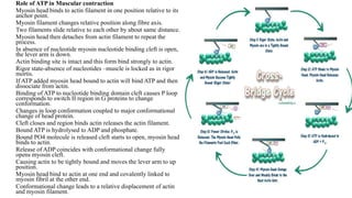 Role of ATP in Muscular contraction
Myosin head binds to actin filament in one position relative to its
anchor point.
Myosin filament changes relative position along fibre axis.
Two filaments slide relative to each other by about same distance.
Myosin head then detaches from actin filament to repeat the
process.
In absence of nucleotide myosin nucleotide binding cleft is open,
the lever arm is down.
Actin binding site is intact and this form bind strongly to actin.
Rigor state-absence of nucleotides –muscle is locked as in rigor
mortis.
If ATP added myosin head bound to actin will bind ATP and then
dissociate from actin.
Binding of ATP to nucleotide binding domain cleft causes P loop
corresponds to switch II region in G proteins to change
conformation.
Changes in loop conformation coupled to major conformational
change of head protein.
Cleft closes and region binds actin releases the actin filament.
Bound ATP is hydrolysed to ADP and phosphate.
Bound PO4 molecule is released cleft starts to open, myosin head
binds to actin.
Release of ADP coincides with conformational change fully
opens myosin cleft.
Causing actin to be tightly bound and moves the lever arm to up
position.
Myosin head bind to actin at one end and covalently linked to
myosin fibril at the other end.
Conformational change leads to a relative displacement of actin
and myosin filament.
 