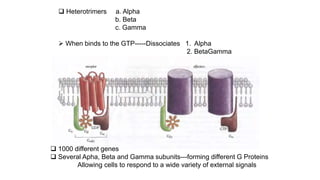  Heterotrimers a. Alpha
b. Beta
c. Gamma
 When binds to the GTP-----Dissociates 1. Alpha
2. BetaGamma
 1000 different genes
 Several Apha, Beta and Gamma subunits---forming different G Proteins
Allowing cells to respond to a wide variety of external signals
 