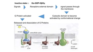 Inactive state::: Gα-GDP-GβGγ
Signals Receptors external domain signal passes through
the membrane
G Protein activated Cytosolic domain to become
activated by conformational change
Released and dissociation of G Proteins
 