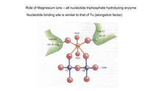Role of Magnesium ions – all nucleotide triphosphate hydrolyzing enzyme
Nucleotide binding site is similar to that of Tu (elongation factor)
 