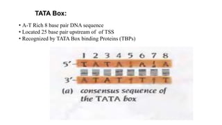 TATA Box:
• A-T Rich 8 base pair DNA sequence
• Located 25 base pair upstream of of TSS
• Recognized by TATA Box binding Proteins (TBPs)
 