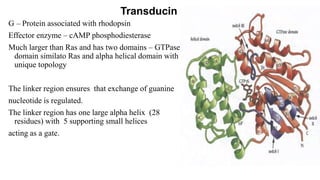G – Protein associated with rhodopsin
Effector enzyme – cAMP phosphodiesterase
Much larger than Ras and has two domains – GTPase
domain similato Ras and alpha helical domain with
unique topology
The linker region ensures that exchange of guanine
nucleotide is regulated.
The linker region has one large alpha helix (28
residues) with 5 supporting small helices
acting as a gate.
Transducin
 