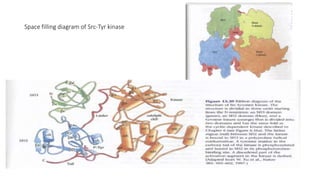 Space filling diagram of Src-Tyr kinase
 