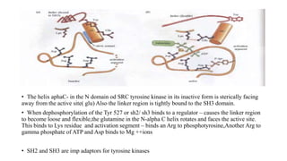 • The helix aphaC- in the N domain od SRC tyrosine kinase in its inactive form is sterically facing
away from the active site( glu) Also the linker region is tightly bound to the SH3 domain.
• When dephosphorylation of the Tyr 527 or sh2/ sh3 binds to a regulator – causes the linker region
to become loose and flexible,the glutamine in the N-alpha C helix rotates and faces the active site.
This binds to Lys residue and activation segment – binds an Arg to phosphotyrosine,Another Arg to
gamma phosphate of ATP and Asp binds to Mg ++ions
• SH2 and SH3 are imp adaptors for tyrosine kinases
 