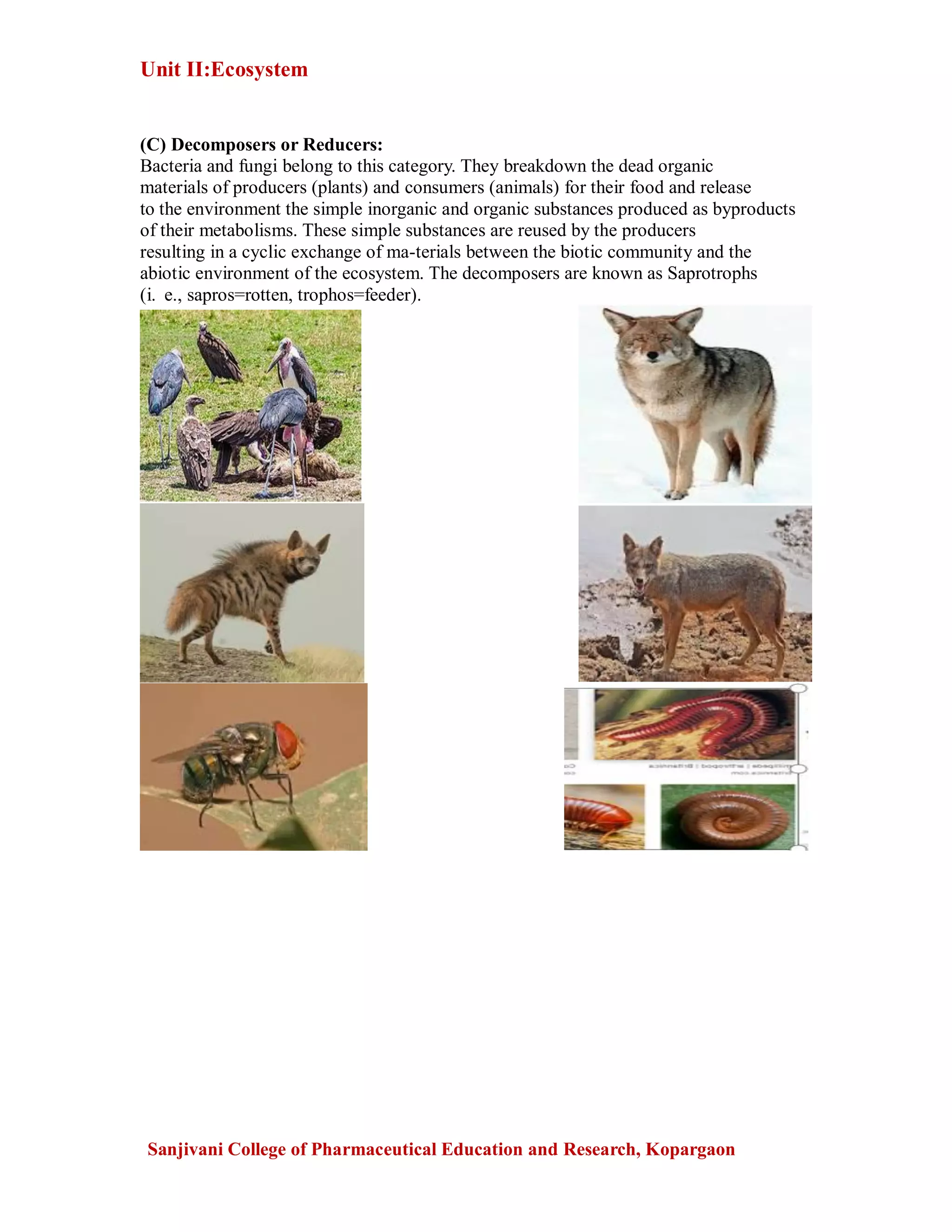 Unit II:Ecosystem
Sanjivani College of Pharmaceutical Education and Research, Kopargaon
(C) Decomposers or Reducers:
Bacteria and fungi belong to this category. They breakdown the dead organic
materials of producers (plants) and consumers (animals) for their food and release
to the environment the simple inorganic and organic substances produced as byproducts
of their metabolisms. These simple substances are reused by the producers
resulting in a cyclic exchange of ma-terials between the biotic community and the
abiotic environment of the ecosystem. The decomposers are known as Saprotrophs
(i. e., sapros=rotten, trophos=feeder).
 