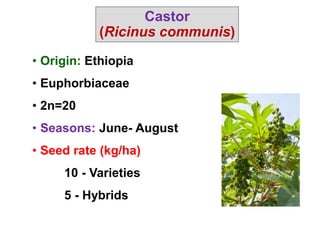Unit II - Production technology of oilseeds.ppt