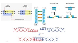Dna Vector Restriction Pattern Study of cloning vectors, restriction endonucleases and DNA ligase. | PDF