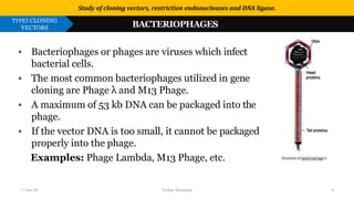 Use or disclosure of data contained on this sheet is subject to the restriction on the title page of this proposal or quotation.
▪ Bacteriophages or phages are viruses which infect
bacterial cells.
▪ The most common bacteriophages utilized in gene
cloning are Phage λ and M13 Phage.
▪ A maximum of 53 kb DNA can be packaged into the
phage.
▪ If the vector DNA is too small, it cannot be packaged
properly into the phage.
Examples: Phage Lambda, M13 Phage, etc.
Study of cloning vectors, restriction endonucleases and DNA ligase.
TYPES CLONING
VECTORS BACTERIOPHAGES
17-Jan-20 Tushar Morankar 9
 