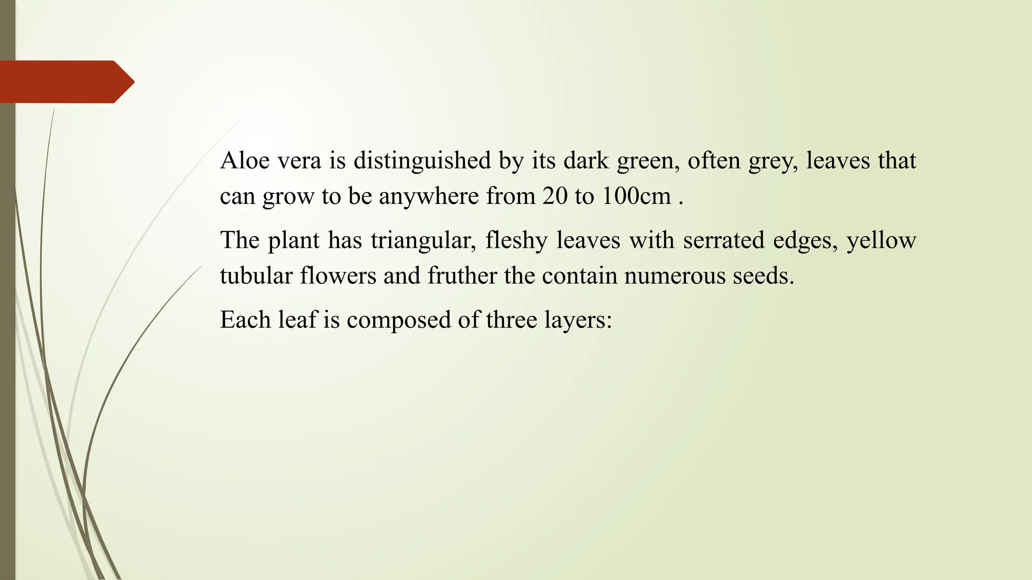 Aloe vera is distinguished by its dark green, often grey, leaves that
can grow to be anywhere from 20 to 100cm .
The plant has triangular, fleshy leaves with serrated edges, yellow
tubular flowers and fruther the contain numerous seeds.
Each leaf is composed of three layers:
 