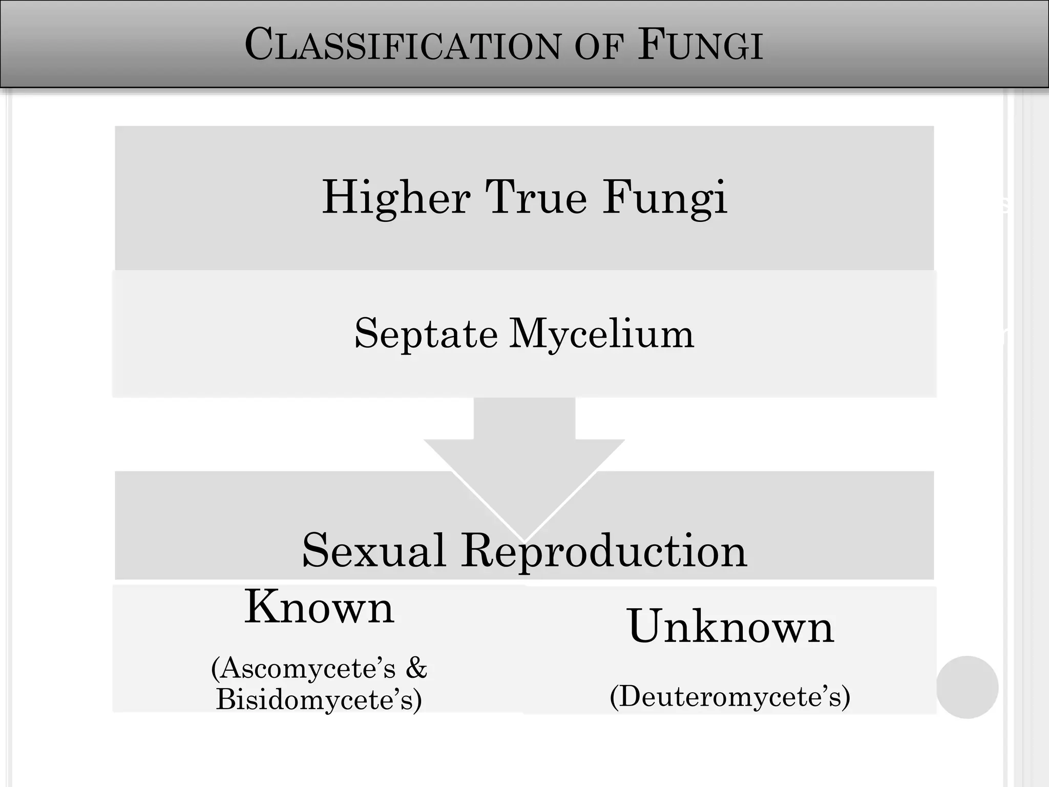 Morphology, Classification, Cultivation and Reproduction of Fungi | PDF