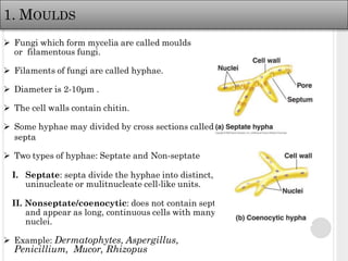 Morphology, Classification, Cultivation and Reproduction of Fungi | PDF
