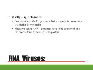 RNA Viruses:
• Mostly single-stranded
• Positive-sense RNA: genomes that are ready for immediate
translation into proteins
• Negative-sense RNA: genomes have to be converted into
the proper form to be made into protein
 