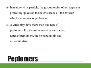 ⦿ In mature virus particle, the glycoproteins often appear as
projecting spikes on the outer surface of the envelop
which are known as peplomers.
⦿ A virus may have more than one type of
peplomers. E.g the influenza virus carries two
types of peplomers, the hemagglutinin and
neuraminidase
Peplomers
 