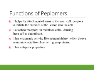 Functions of Peplomers
⦿ It helps for attachment of virus to the host cell receptors
to initiate the entrance of the virion into the cell.
⦿ It attach to receptors on red blood cells, causing
these cell to agglutinate.
⦿ It has enzymatic activity like neuraminidase which cleave
neuraminic acid from host cell glycoproteins.
⦿ It has antigenic properties.
 