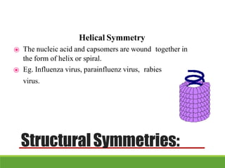 Helical Symmetry
⦿ The nucleic acid and capsomers are wound together in
the form of helix or spiral.
⦿ Eg. Influenza virus, parainfluenz virus, rabies
virus.
StructuralSymmetries:
 
