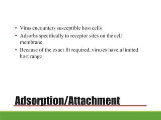 Adsorption/Attachment
• Virus encounters susceptible host cells
• Adsorbs specifically to receptor sites on the cell
membrane
• Because of the exact fit required, viruses have a limited
host range
 