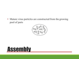Assembly
• Mature virus particles are constructed from the growing
pool of parts
 